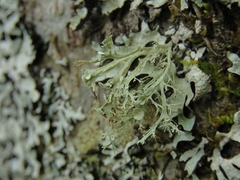 Ramalina sinensis