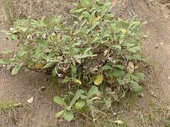 Pachystegia hesperia