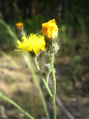 Pilosella pinea