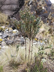 Monnina crassifolia