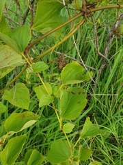 Cissus rhodotricha image