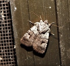 Thoracolopha flexirena