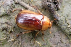 Rhizotrogus aestivus