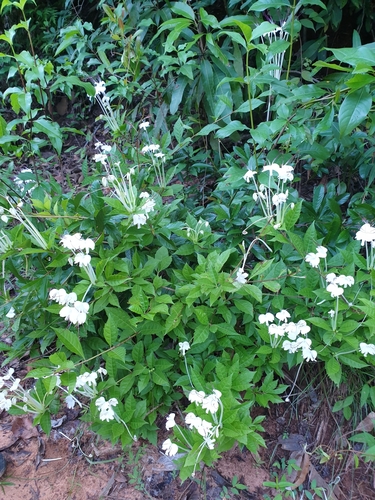 Rotheca microphylla image