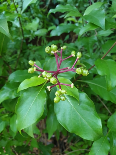 Chassalia princei