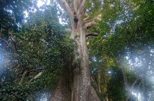 Ceiba pentandra - Bark