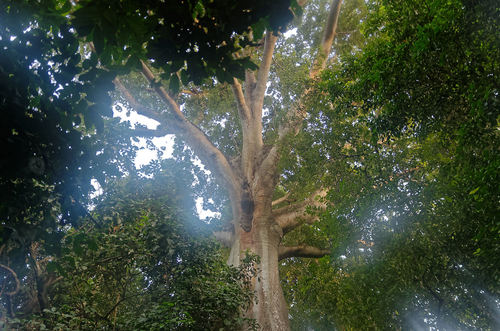 Ceiba pentandra - Leaves