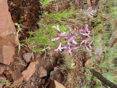 Syncolostemon transvaalensis