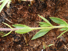 Syncolostemon transvaalensis