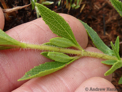 Syncolostemon transvaalensis
