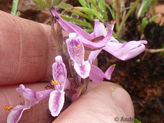 Syncolostemon transvaalensis
