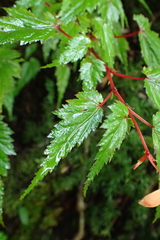 Begonia sutherlandii