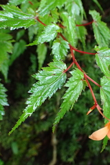 Begonia sutherlandii