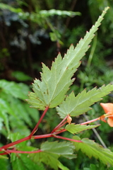 Begonia sutherlandii