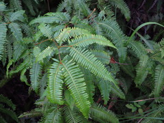 Dicranopteris