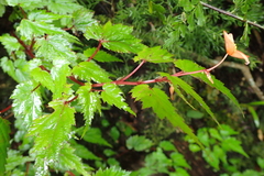 Begonia sutherlandii