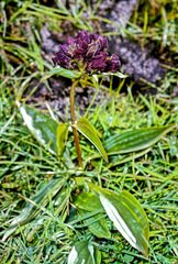Gentiana purpurea