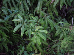 Dicranopteris