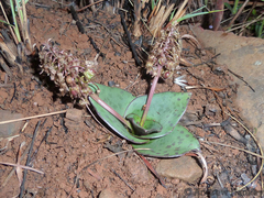 Ledebouria ovatifolia ovatifolia
