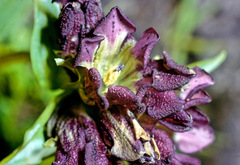 Gentiana purpurea