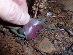 Ledebouria ovatifolia ovatifolia