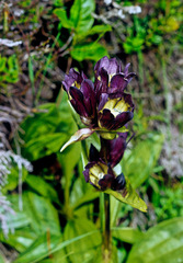 Gentiana purpurea