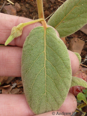 Diospyros galpinii