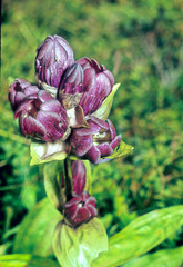 Gentiana purpurea