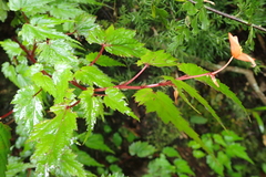Begonia sutherlandii