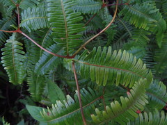 Dicranopteris