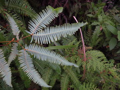 Dicranopteris