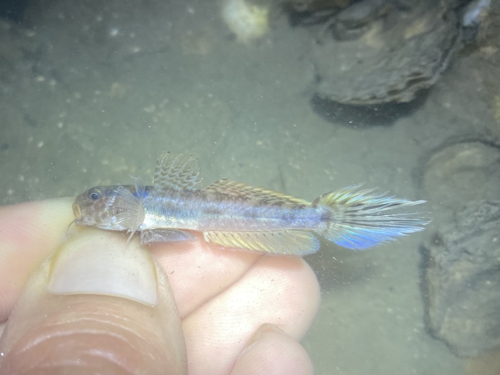 Darter Goby