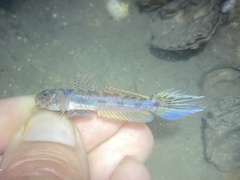 Darter Goby photo 1