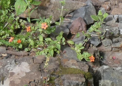 Lysimachia arvensis image