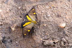 Phaeochlaena lampra