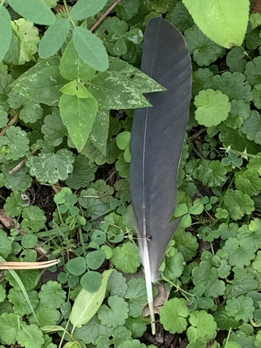 Plume de Héron vert