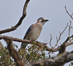 Garrulus glandarius atricapillus