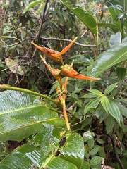 Heliconia latispatha image