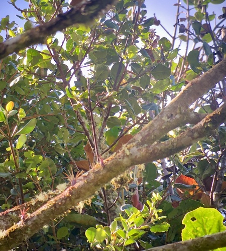 Clorofonia Cejidorada (Chlorophonia callophrys)