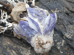 Austrobalanus imperator