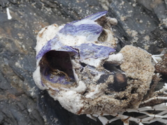 Austrobalanus imperator