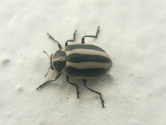 Paranaemia vittigera