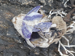 Austrobalanus imperator