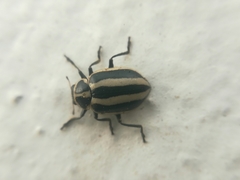 Paranaemia vittigera