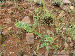 Xysmalobium acerateoides