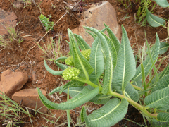 Xysmalobium acerateoides