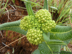 Xysmalobium acerateoides