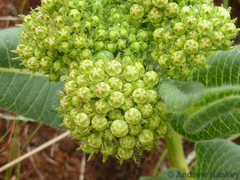 Xysmalobium acerateoides