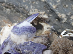 Austrobalanus imperator