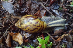 Cochlitoma granulata